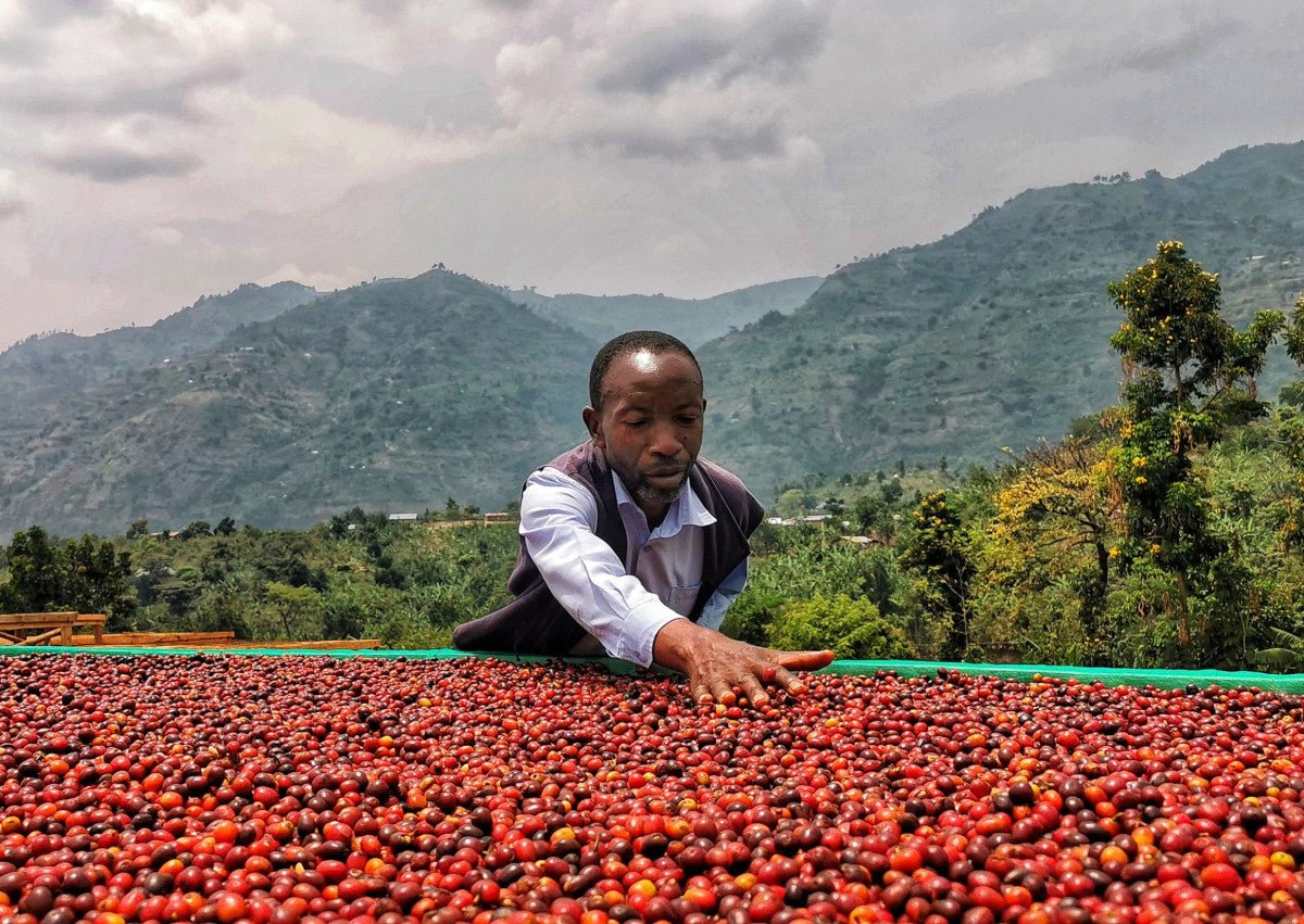 Uganda Kuosha Crisp - Washed