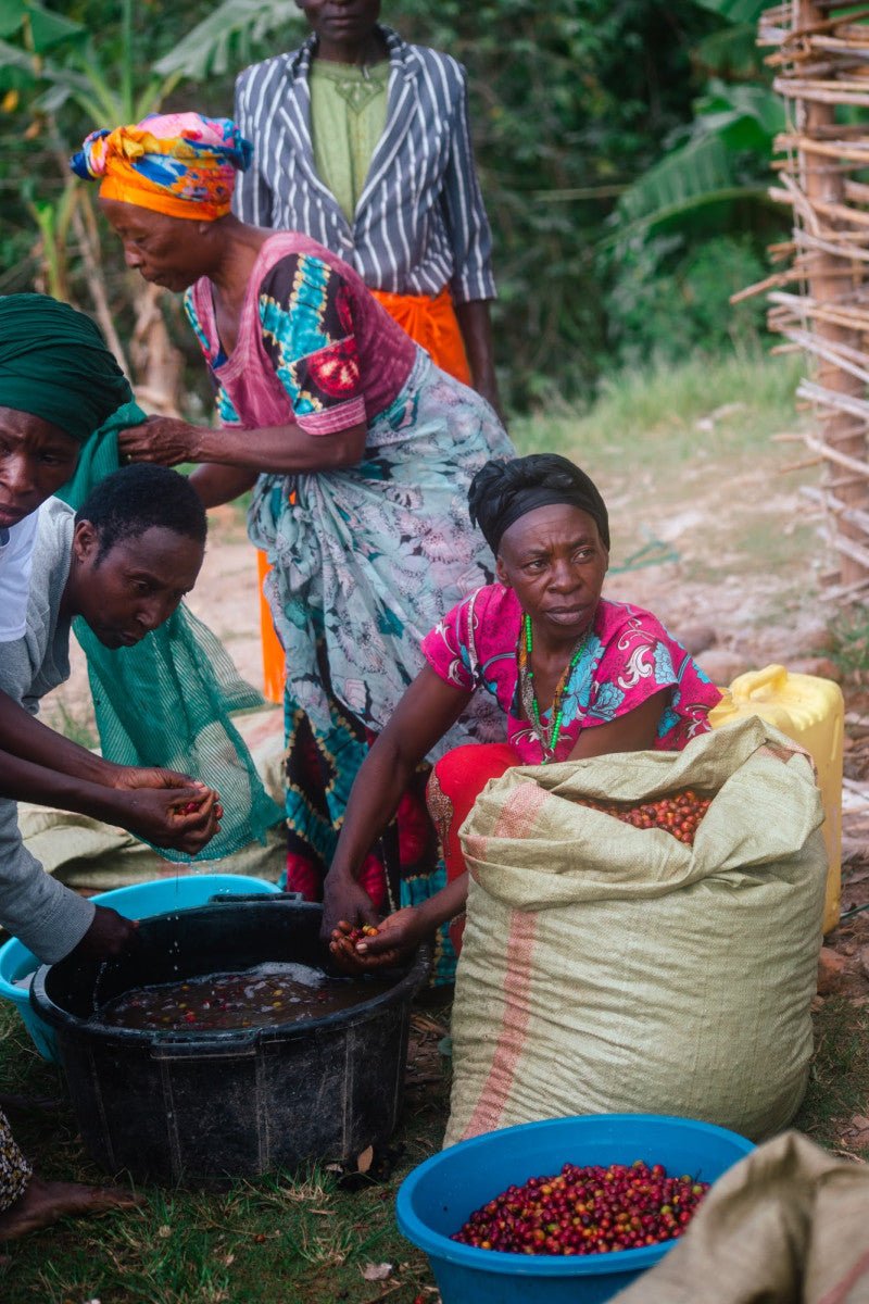 Uganda Kuosha Crisp - Washed
