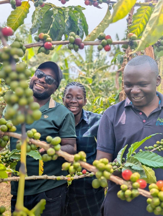 Uganda Kuosha Crisp - Washed