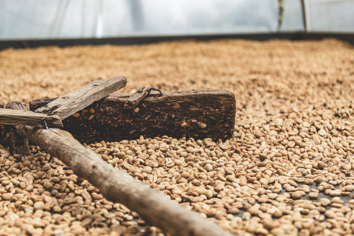 Droge bonen voor Colombia Mama Sierra in Giraldo