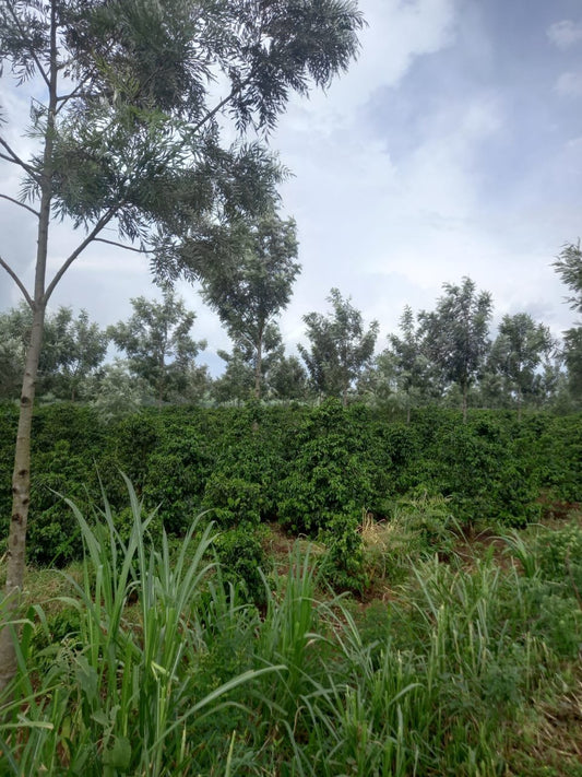 Kenia Tonje Family - Washed