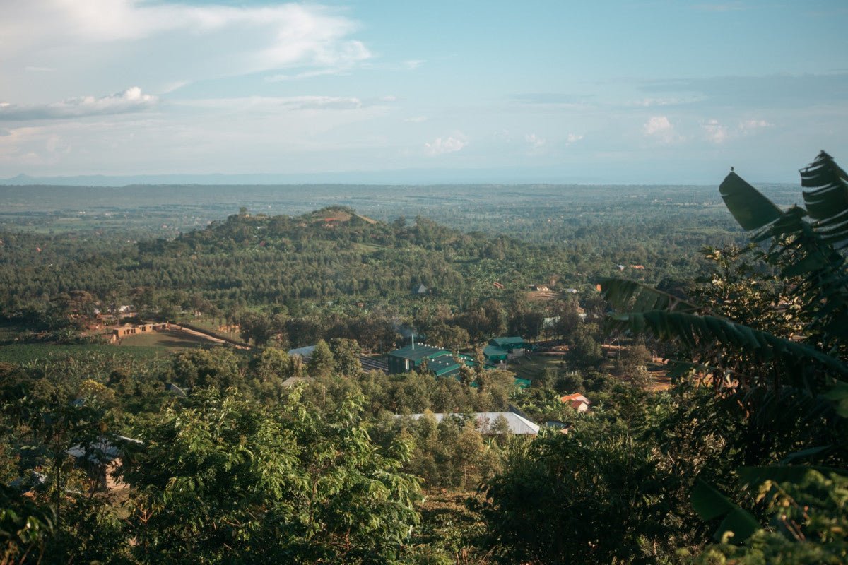 Uganda Kuosha Crisp - Washed