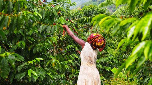 Uganda Kuosha Crisp - Washed