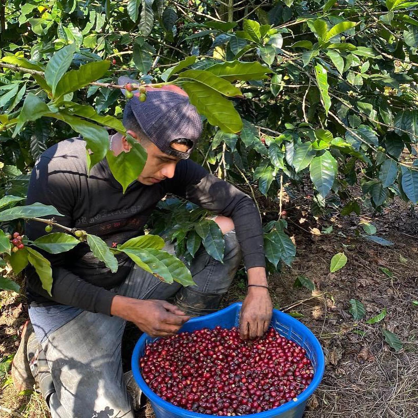 Handgeplukte koffiebessen Costa Rica — specialty coffee kopen bij Pacamara
