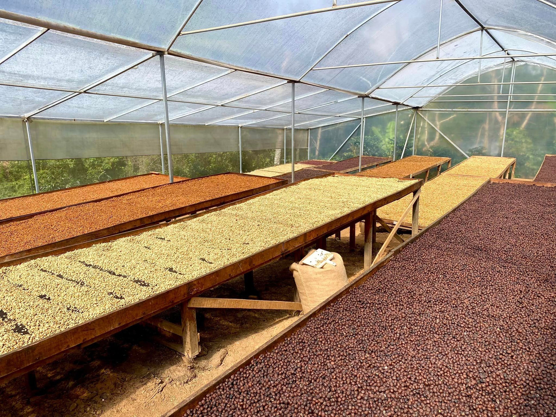 Koffiebessen drogen op African Beds — black honey proces specialty coffee Pacamara
