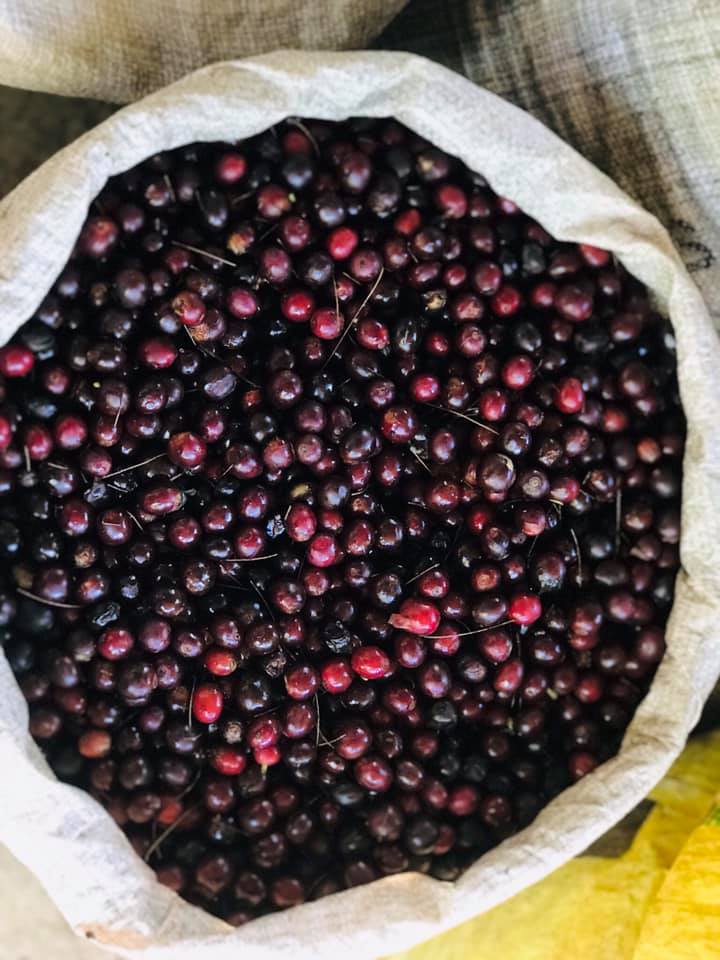 Vers geplukte koffiebessen Los Campos Costa Rica — koffiebonen bestellen bij Pacamara Coffee Roasters
