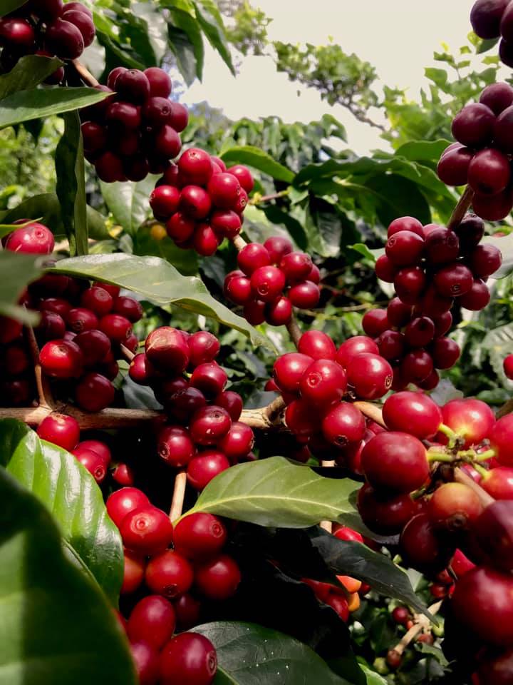 Verse koffiebessen Costa Rica — single origin specialty coffee van Pacamara Coffee Roasters
