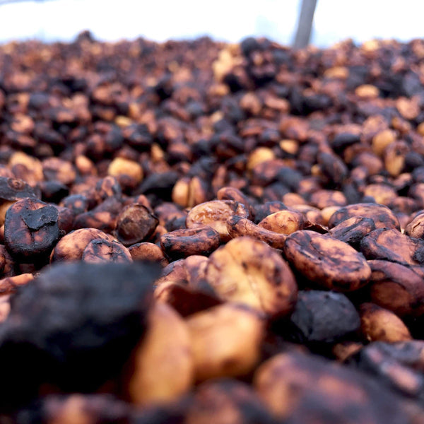 Black honey koffiebonen kopen — close-up van het honey proces, Pacamara Coffee Roasters
