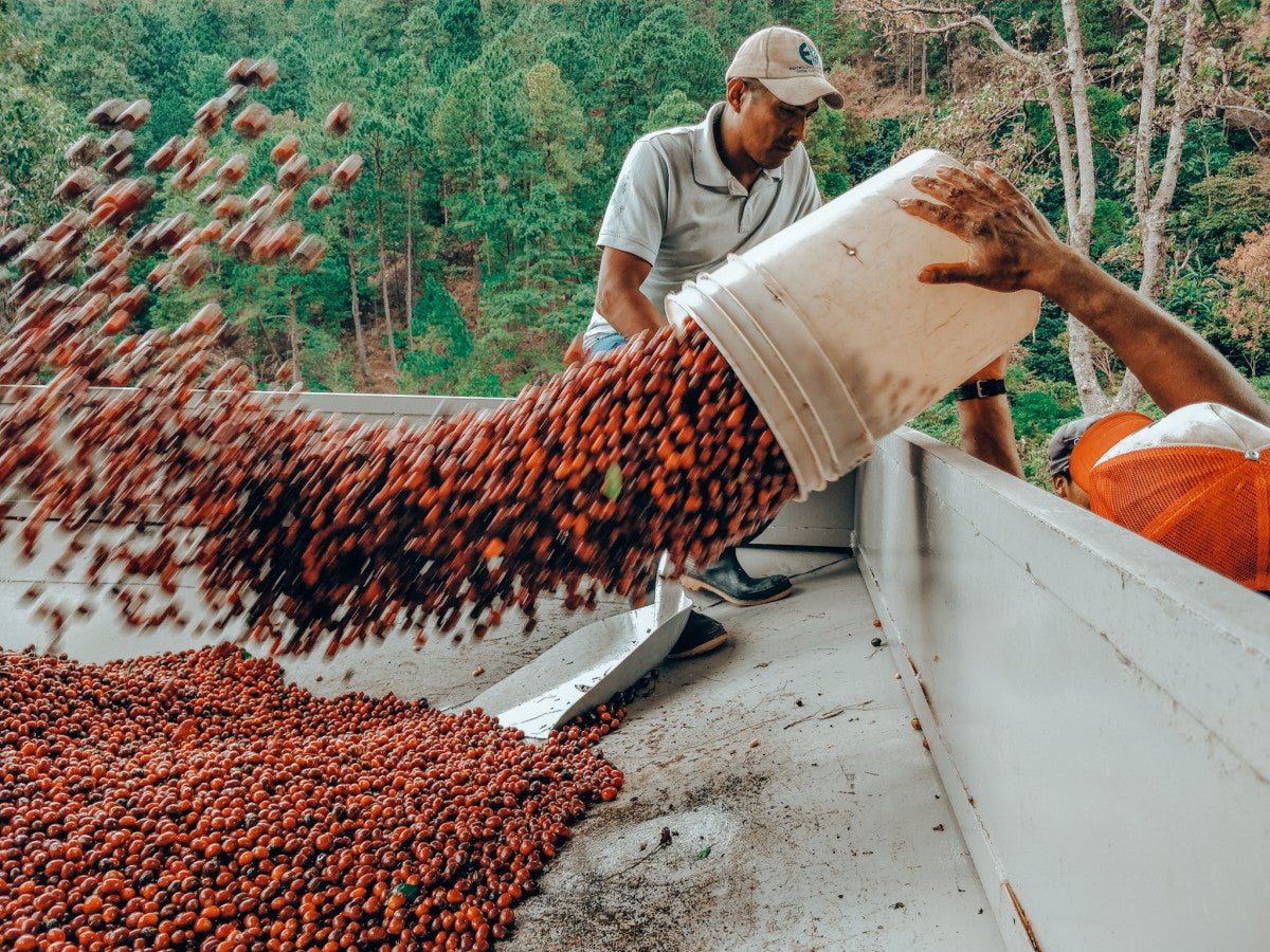 Nicaragua La Bendición - Pacamara Natural