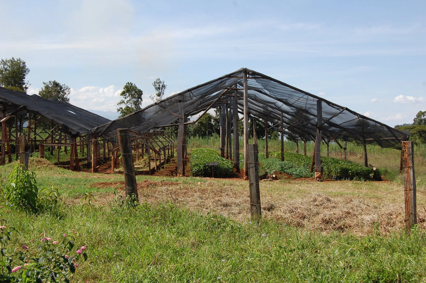 Kenia Tonje Family - Washed