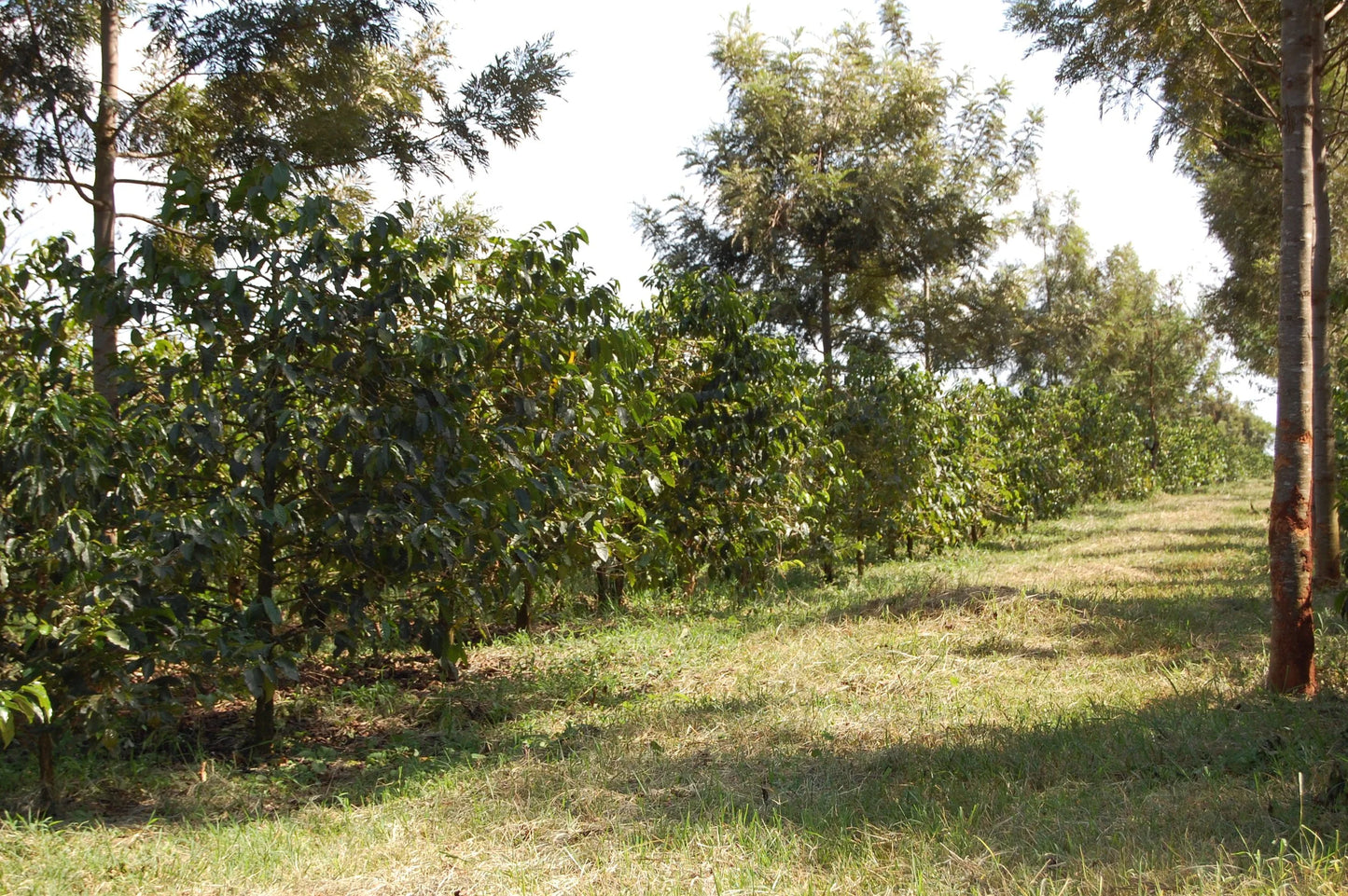 Kenia Tonje Family - Washed