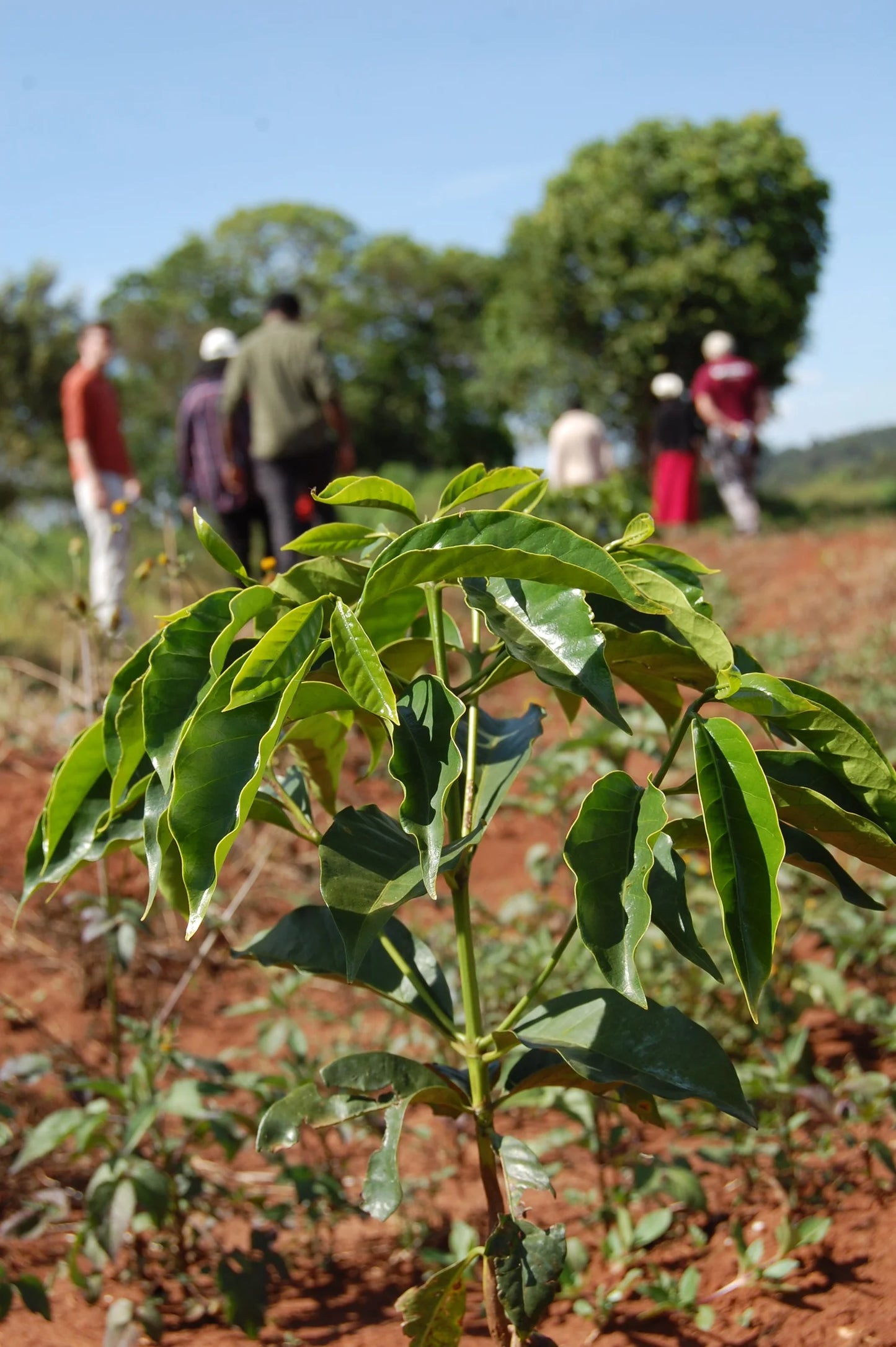 Kenia Tonje Family - Washed