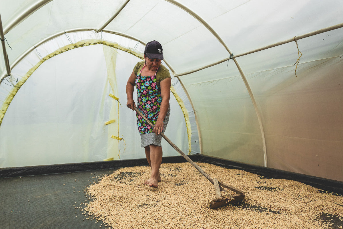 Vrouwen sorteren kwaliteit koffiebonen Colombia