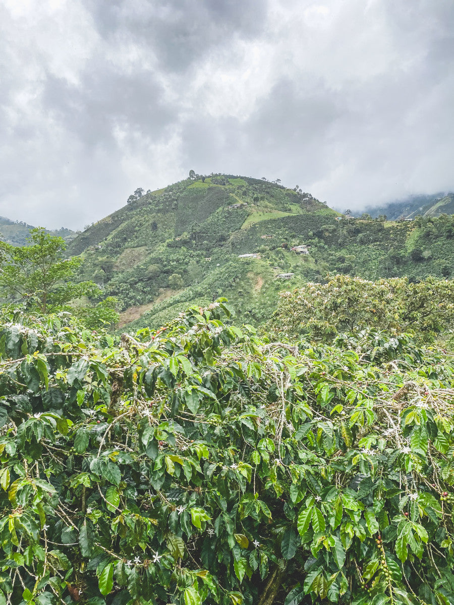 Colombia Santa Maria - DECAF