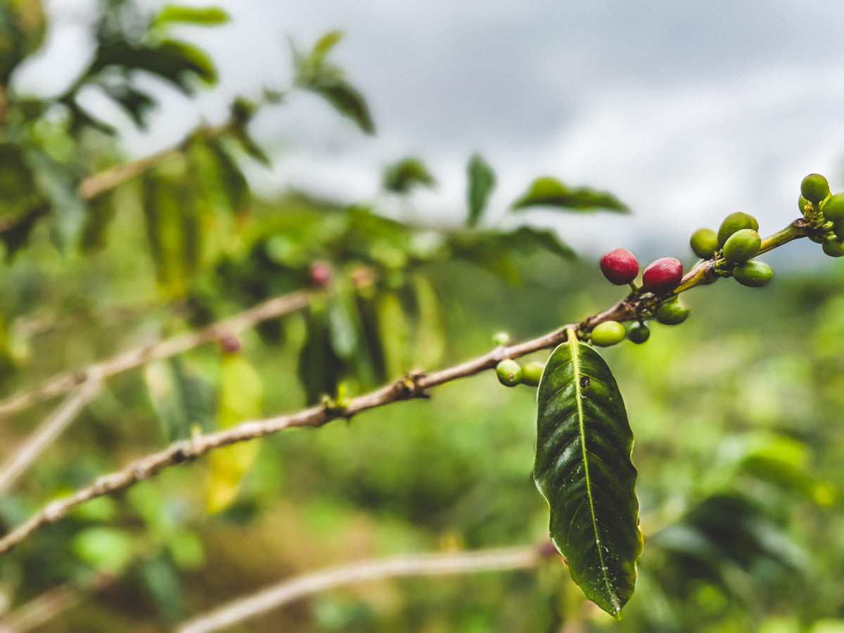 Colombia Santa Maria - DECAF