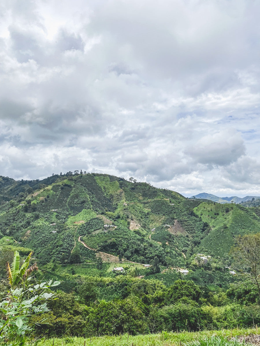 Colombia Santa Maria - DECAF