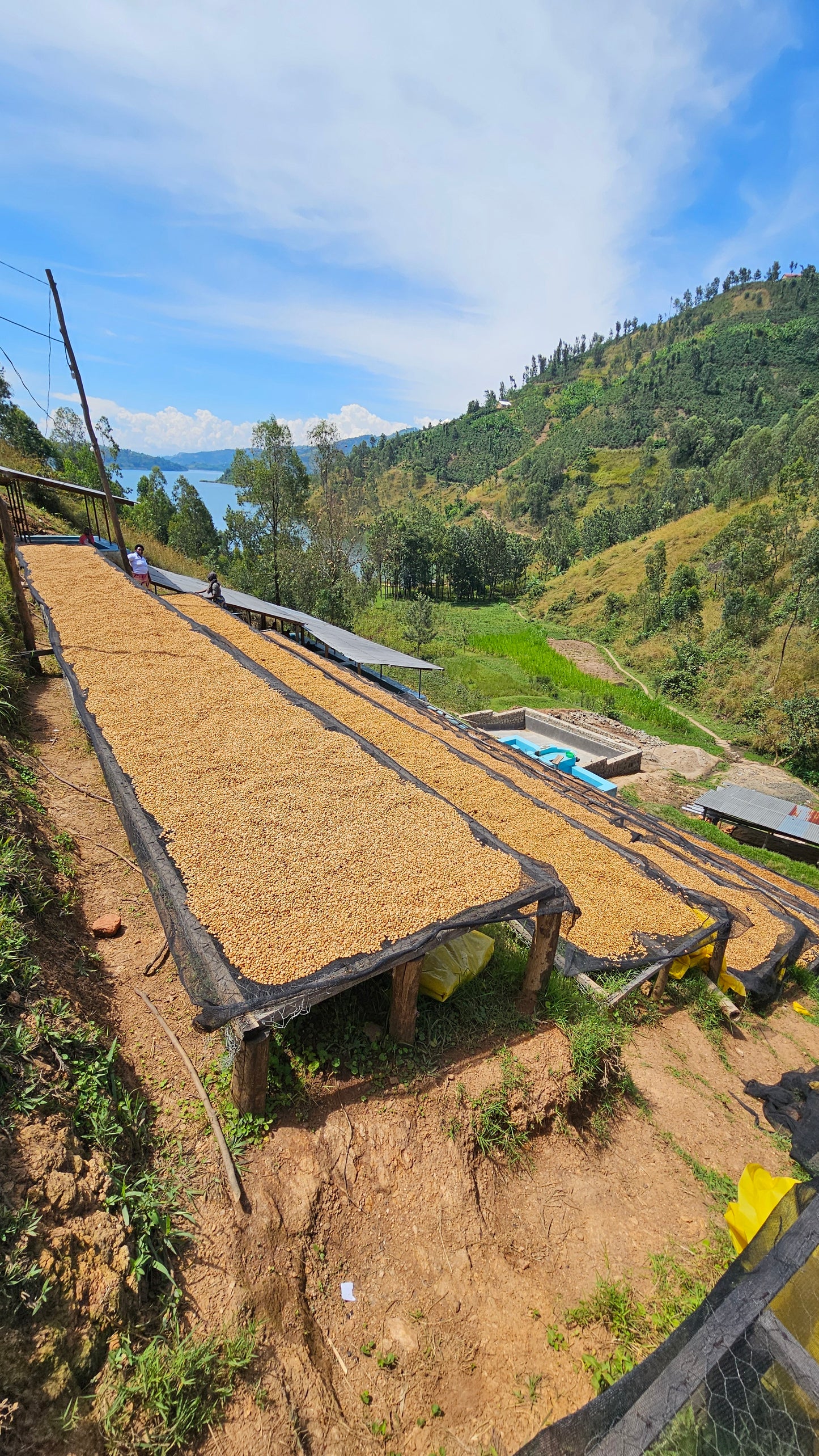 Rwanda Cyesha - Natural