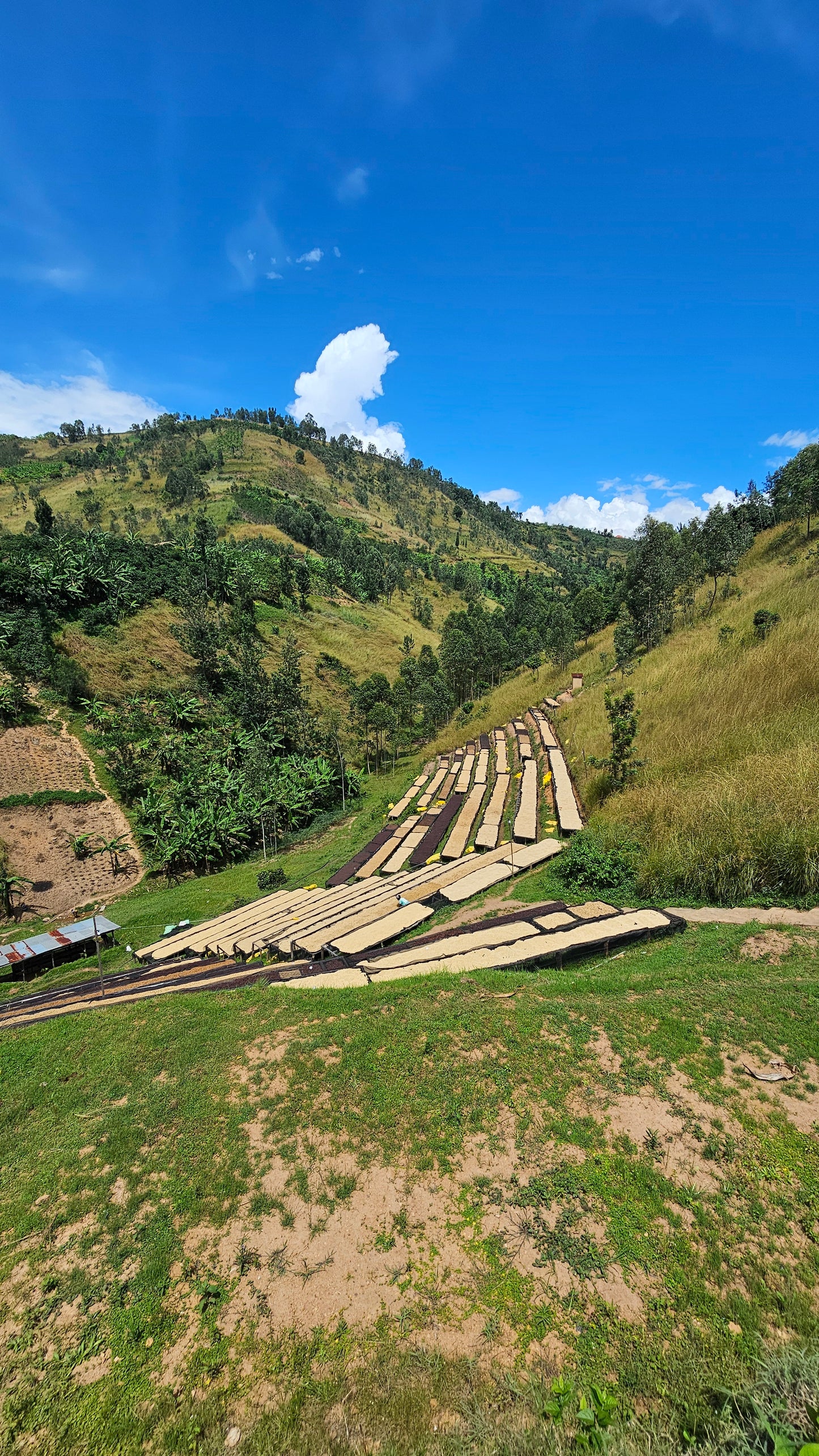 Rwanda Cyesha - Natural